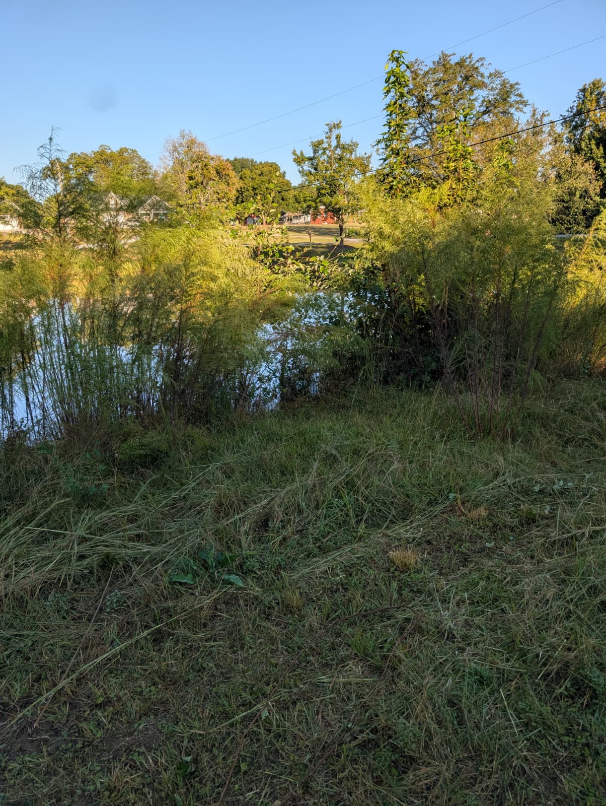 Pond cleanup project