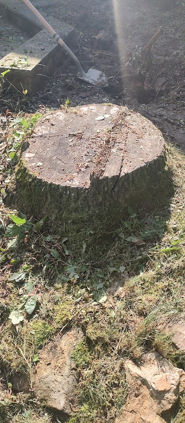 Professional stump grinding work