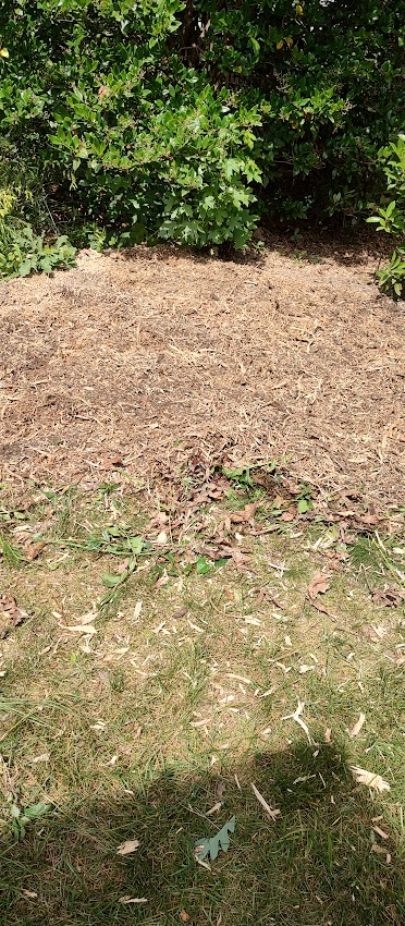 Completed stump grinding project